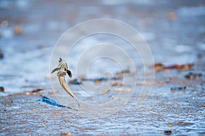 Mudskipper Fish