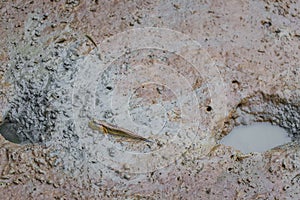 Mudskipper is a fish that lives in the mangrove forest