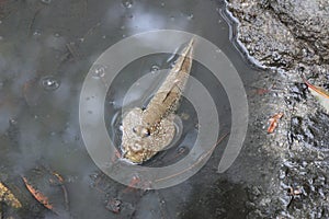 Mudskipper fish in natural water habitat