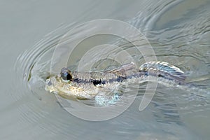 Mudskipper fish in the sea Mangrove area