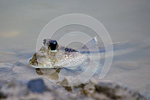 Mudskipper fish in the sea Mangrove area