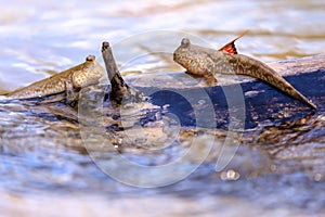 Mudskipper fishes standing on a branch