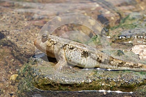 Mudskipper