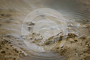 Mudskipper on the mud