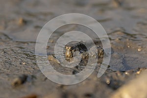 Mudskipper on Mud Flat