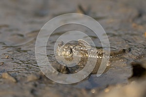 Mudskipper on Mud Flat