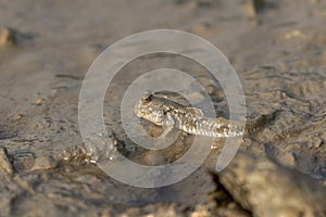 Mudskipper on Mud Flat