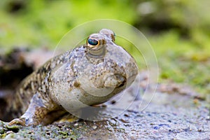 Mudskipper on Mud Flat