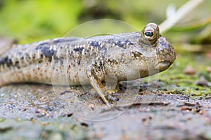 Mudskipper on Mud Flat