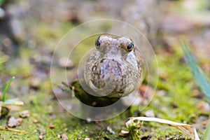 Mudskipper on Mud Flat