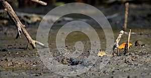 Mudskipper on mud in a serene mangrove swamp. Biodiverse ecosystem. Coastal ecosystem. Biodiverse mangrove habitat. Mudskipper on