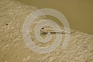 Mudskipper on the muddy riverbank