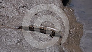 Mudskipper periophthalmus on wetland