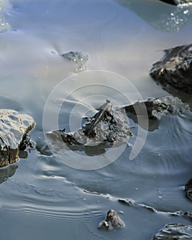 Mudskipper on a Rock