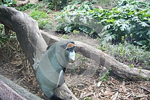 Mueller's Gibbon from Borneo