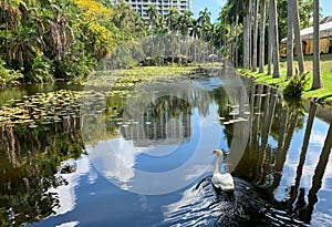 Muet swan glides down the Bonnet House slough