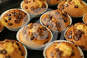 Muffins with chocolate chips on the baking tray