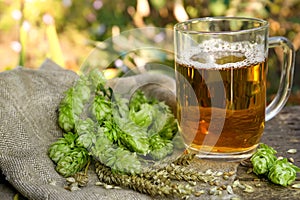 Mug with beer, fresh hops and ears of wheat on wooden table outdoors