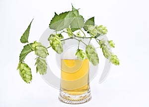 Mug fresh beer with cap of foam with sprig of hops