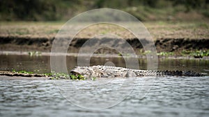 Muggar Crocodile in the River