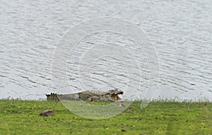 Mugger Basking on lake bank at Ranthambhore National Park