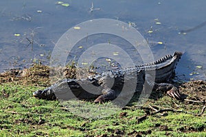 Mugger Crocodile