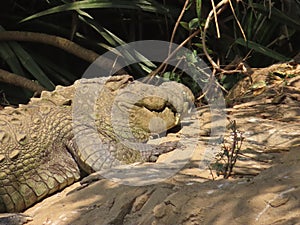 Mugger Crocodile lazing in the sun - close up photo