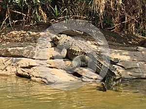 Mugger Crocodile lazing on a rock photo
