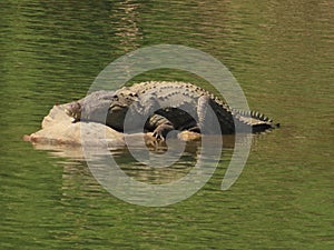 Mugger Crocodile lazing on a rock in the river photo