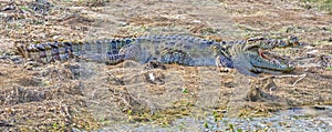Mugger crocodile, basking in the forest of Ranthambhore