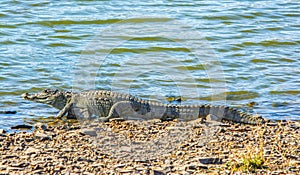 Mugger crocodile, basking at lake side in the forest of Ranthambhore