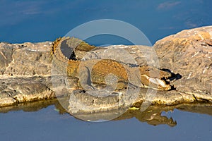 Mugger crocodile, basking on the rocky terrain in the forest of Ranthambhore