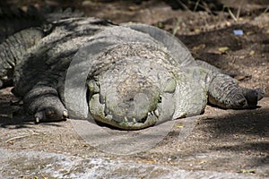 Mugger crocodile or  broad-snouted crocodile or Marsh Crocodile   Crocodylus palustris