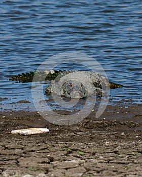 A mugger crocodile Crocodylus palustris spotted in the waters of Jawai dam near Bera photo