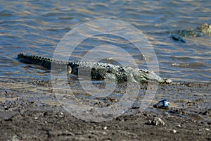 A mugger crocodile Crocodylus palustris spotted in the waters of Jawai dam near Bera in Rajasthan, India photo
