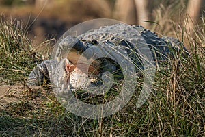 Mugger crocodile Crocodylus palustris basking on river bank with mouth open in Chitwan National Park, Nepal