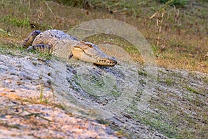 Mugger Crocodile, Crocodylus palustris, Royal Bardia National Park,Nepal