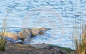 Mugger crocodile, getting into the lake in the forest of Ranthambhore