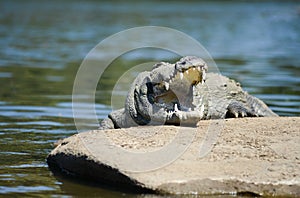 Mugger Crocodile