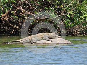 Mugger Crocodile lazing in the sun