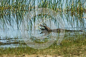 Mugger crocodile or marsh crocodile,Crocodylus palustris in Wilpattu National Park, Sri Lanka
