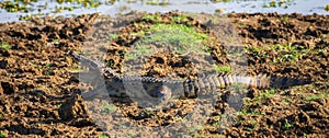 Mugger crocodile mouth gaping on a muddy water edge at Yala National Park photo