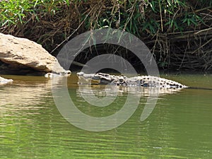 Mugger Crocodile with open mouth photo