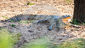 Mugger crocodile resting on the ground with open mouth photo
