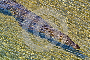 Mugger Crocodile, Royal Bardia National Park, Nepal