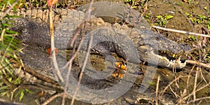 Mugger Crocodile, Royal Bardia National Park, Nepal