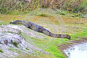 Mugger Crocodile, Royal Bardia National Park, Nepal, Asia