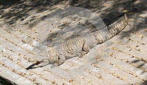 Mugger crocodile sun basking with open mouth photo