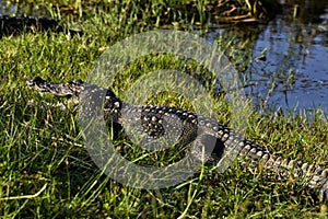 Mugger Crocodile, Crocodylus palustris, in Yala West National Park, Sri Lanka