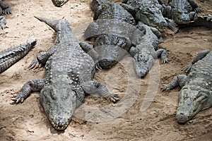 Mugger or Marsh Crocodile